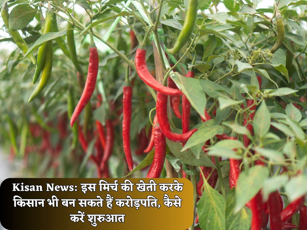 Kisan News: इस मिर्च की खेती करके किसान भी बन सकते हैं करोड़पति, कैसे करें शुरुआत