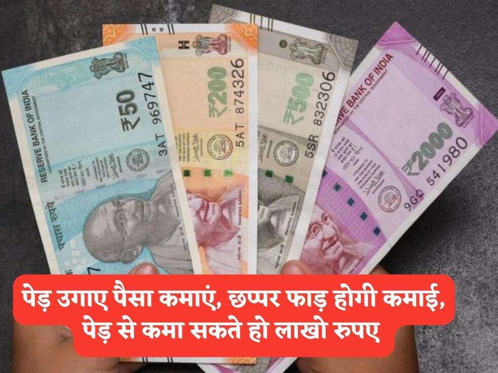 Business Idea : पेड़ उगाए पैसा कमाएं, छप्पर फाड़ होगी कमाई, पेड़ से कमा सकते हो लाखो रुपए&nbsp;