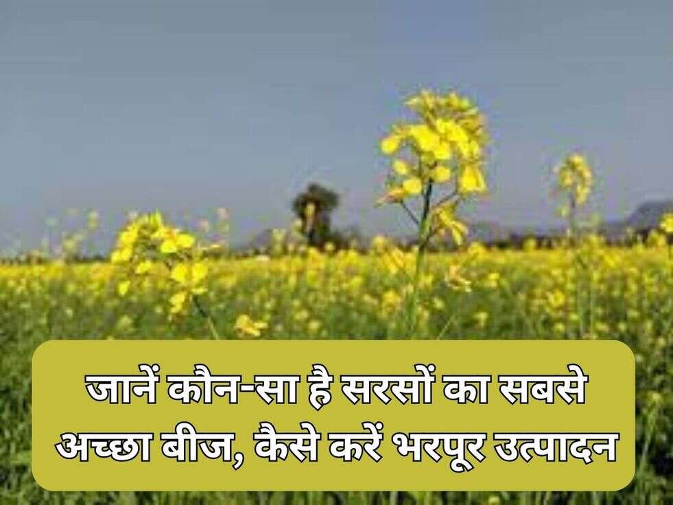 Mustard Farming