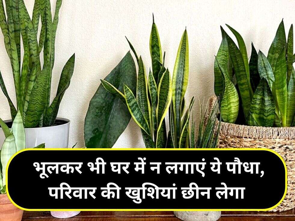&nbsp;भूलकर भी घर में न लगाएं ये पौधा, परिवार की खुशियां छीन लेगा