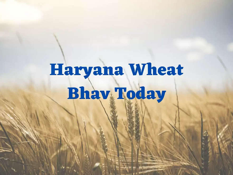 Haryana Wheat Bhav Today: किसानो के चहरे पर आई चमक! बढ़ते गेहूं के दाम देखकर, जानिए कहा तक ये चमक रहेगी बरकरार 