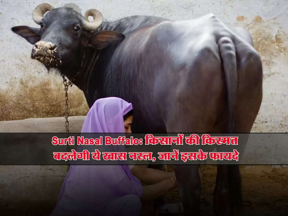 Surti Nasal Buffalo: किसानों की किस्मत बदलेगी ये खास नस्ल, जानें इसके फायदे