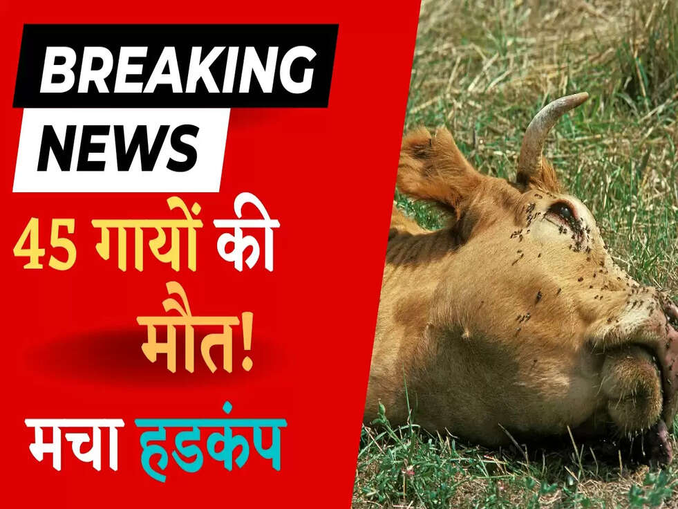 Haryana News: 45 गायों की मौत से मचा हड़कंप, हुआ बड़ा खुलासा 