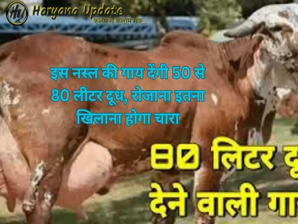 इस नस्ल की गाय देंगी 50 से 80 लीटर दूध, रोजाना इतना खिलाना होगा चारा, जाने पूरी जानकारी..