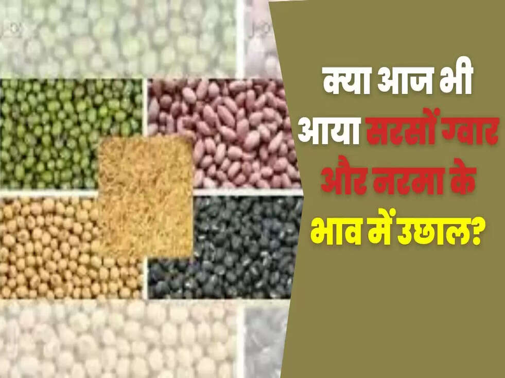 क्या आज भी आया सरसों ग्वार और नरमा के भाव में उछाल?