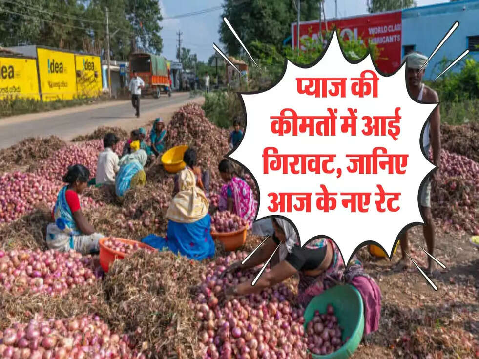 Onion Price 