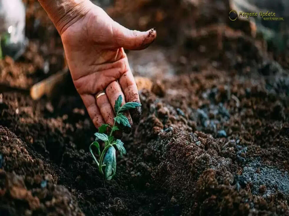 September Agriculture work: सितंबर में किसान इन फसलों की खेती कर कमाएं लाखों रुपये,होगा फायदा 