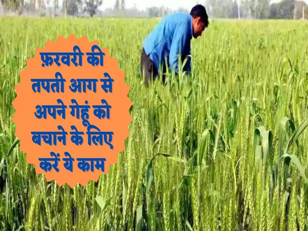 फ़रवरी की तपती आग से अपने गेहूं को बचाने के लिए करें ये काम