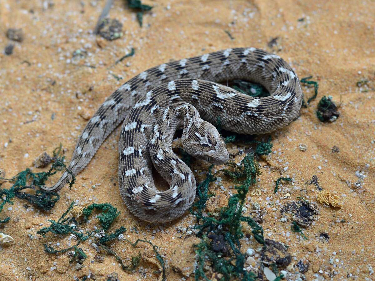 saw scaled viper