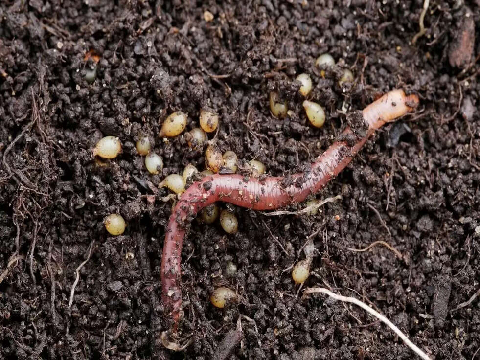 Vermicompost : केंचुआ खाद का खेत में कैसे, किन फसलों व किस मात्रा में करना चाहिए इस्तेमाल?