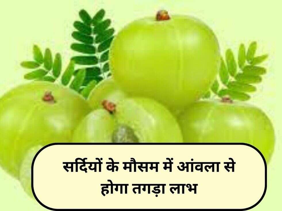 Amla benefits:&nbsp;सर्दियों के मौसम में आंवला से होगा तगड़ा लाभ