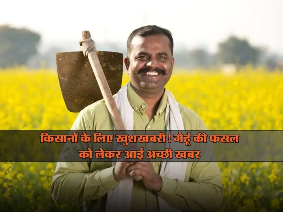 Haryana Kisan News: किसानों के लिए खुशखबरी! गेहूं की फसल को लेकर आई अच्छी खबर