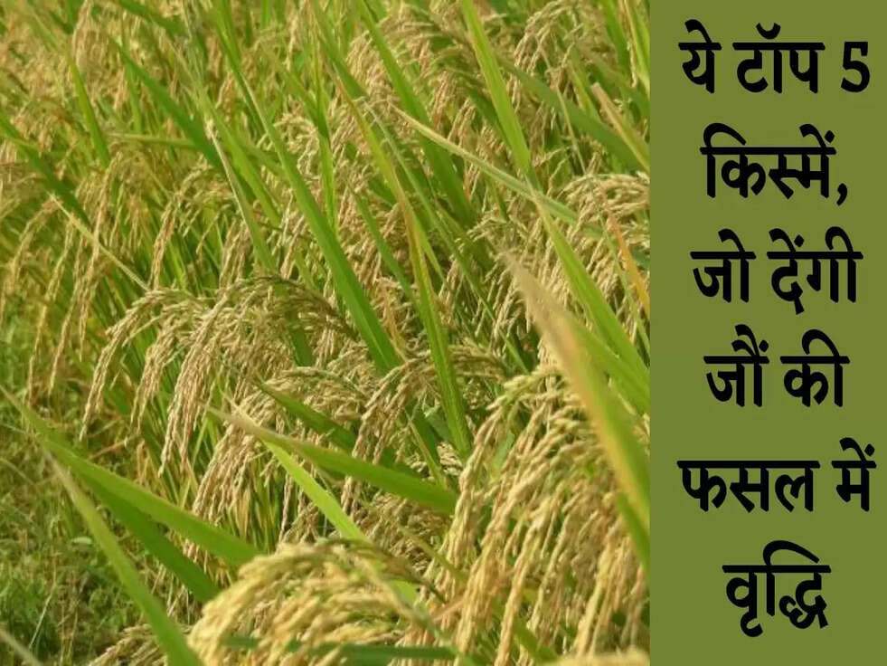 Top 5 Barley Variety: ये टॉप 5 किस्में, जो देंगी जौं की फसल में वृद्धि