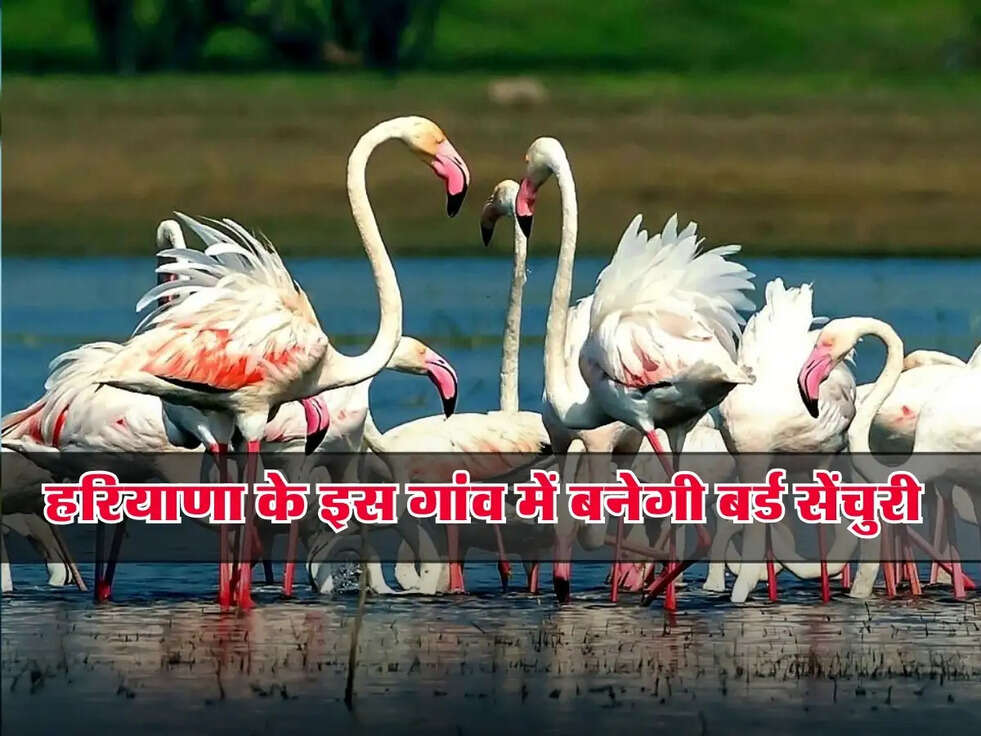 Haryana : विदेशी पक्षियों की 19 प्रजातियां मिलीं, हरियाणा के इस गांव में बनेगी बर्ड सेंचुरी