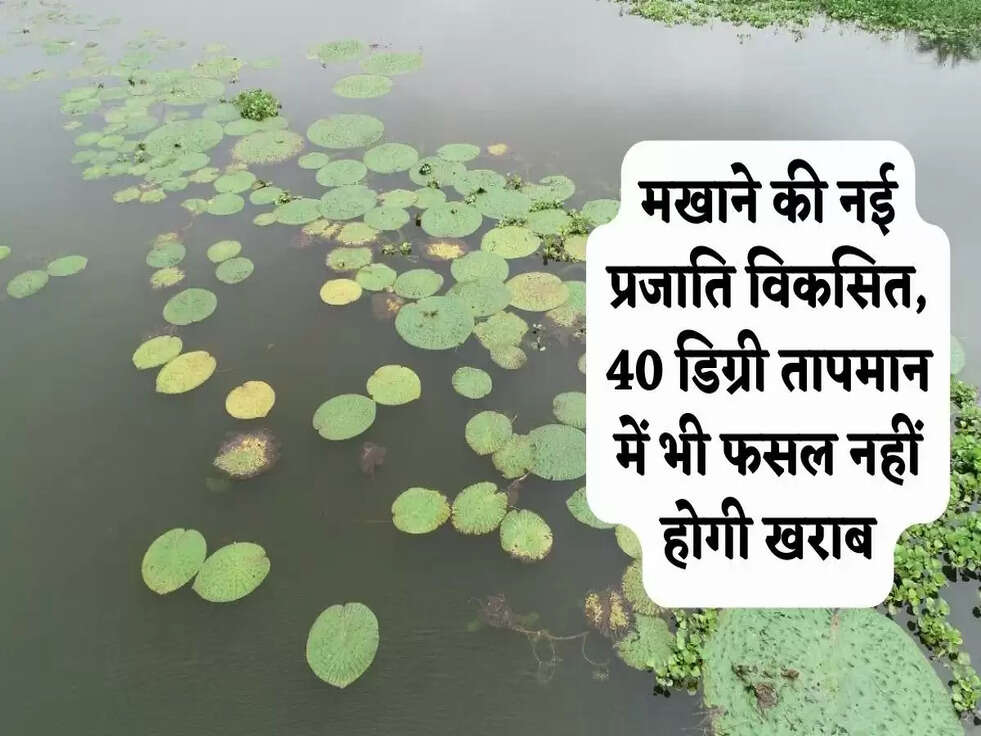 Makhana New species: मखाने की नई प्रजाति विकसित, 40 डिग्री तापमान में भी फसल नहीं होगी खराब