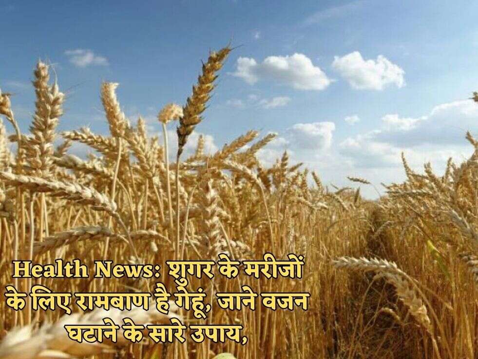 Health News: शुगर के मरीजों के लिए रामबाण है गेहूं, जाने वजन घटाने के सारे उपाय,