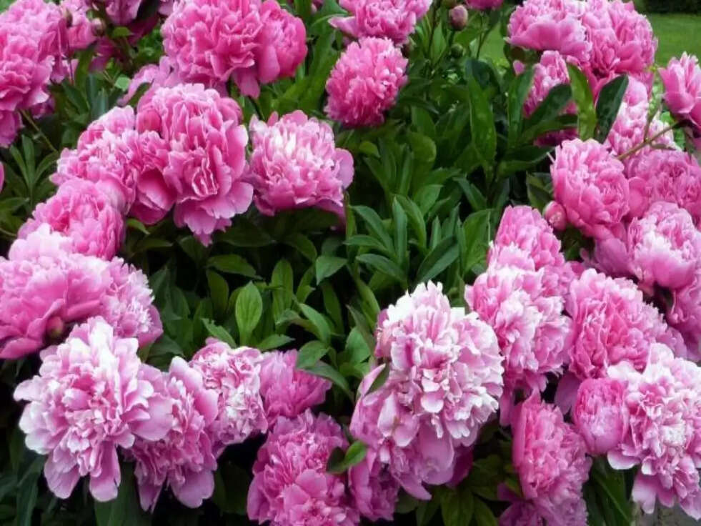 Peonia Flower For Early Marriage: इस फूल का पौधा घर में लगाएं, होगा 'चट मंगनी पट ब्याह'