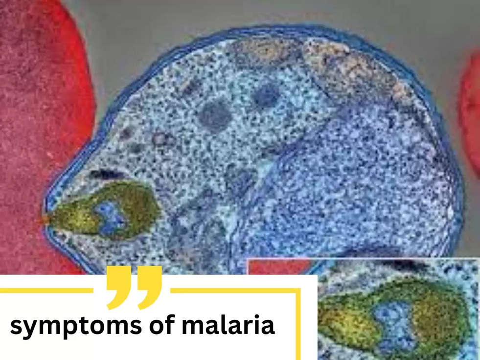 symptoms of malaria : 