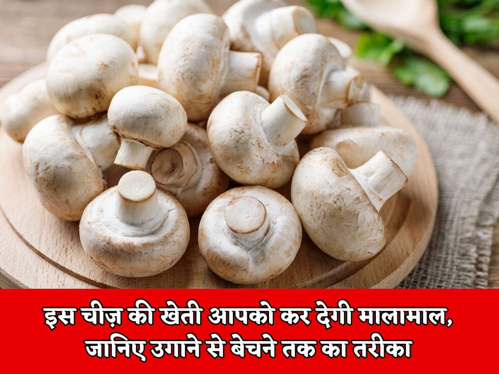 Farming Business Idea : इस चीज़ की खेती आपको कर देगी मालामाल, जानिए उगाने से बेचने तक का तरीका&nbsp;