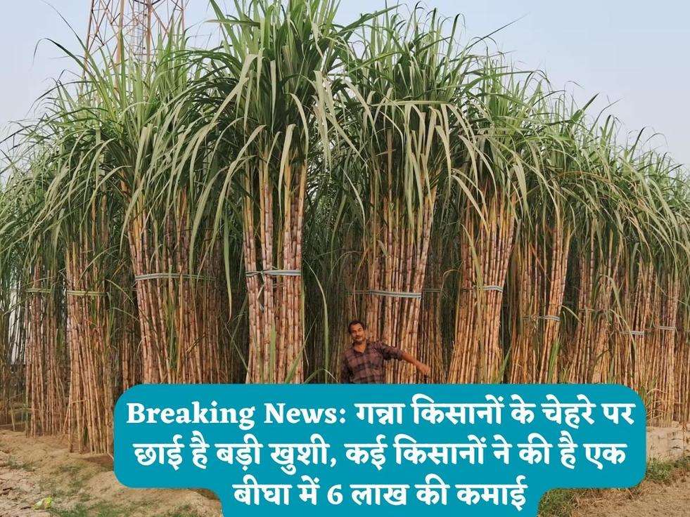 Breaking News: गन्ना किसानों के चेहरे पर छाई है बड़ी खुशी, कई किसानों ने की है एक बीघा में 6 लाख की कमाई