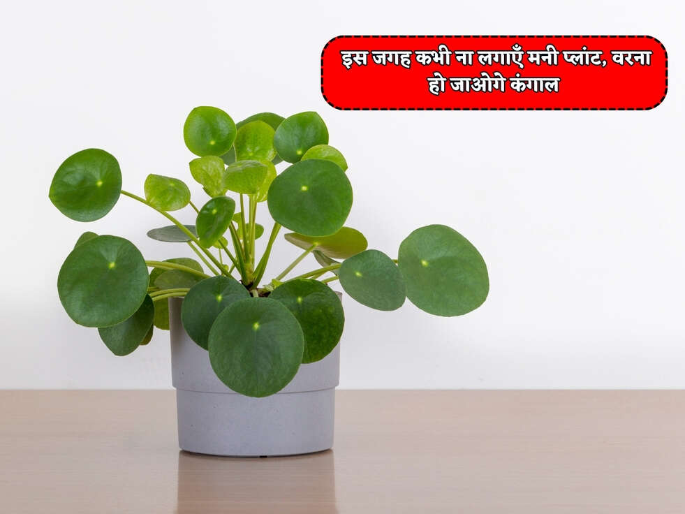 Vastu Tips : इस जगह कभी ना लगाएँ मनी प्लांट, वरना हो जाओगे कंगाल&nbsp;