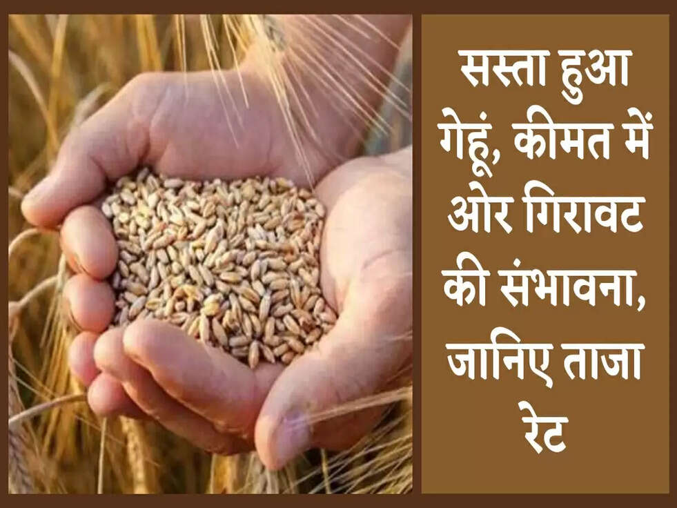 Mandi Bhav: सस्ता हुआ गेहूं, कीमत में ओर गिरावट की संभावना, जानिए ताजा रेट