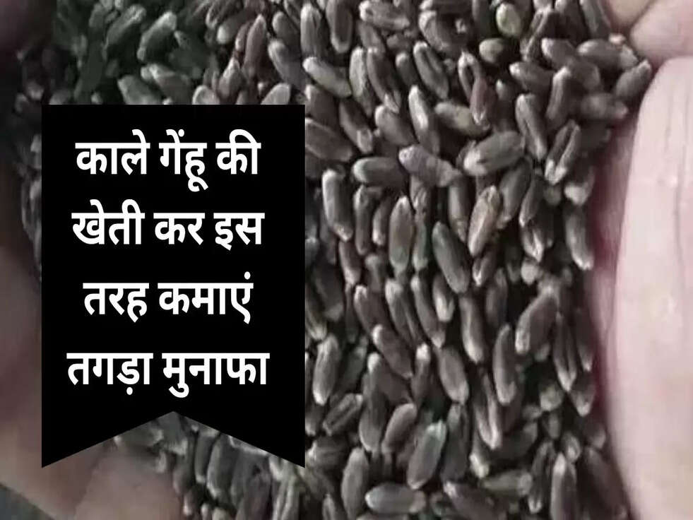 Black Wheat Farming: काले गेंहू की खेती कर इस तरह कमाएं तगड़ा मुनाफा, जानिए&nbsp;