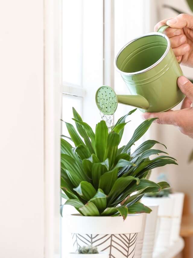 Indoor Plants That Don't Die in Winter