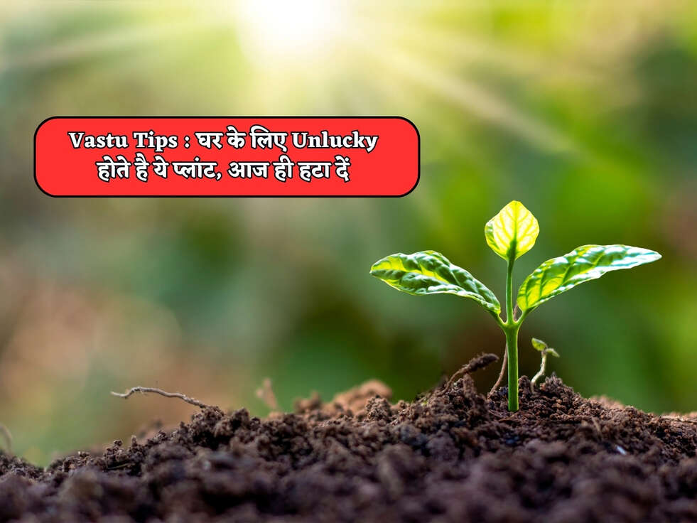 Vastu Tips : घर के लिए Unlucky होते है ये प्लांट, आज ही हटा दें&nbsp;