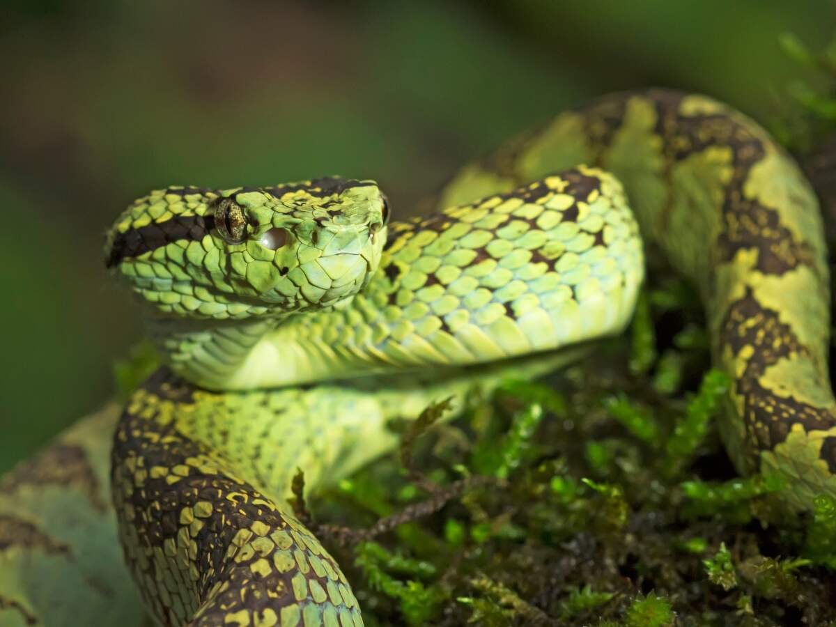 Malabar Pit Viper.