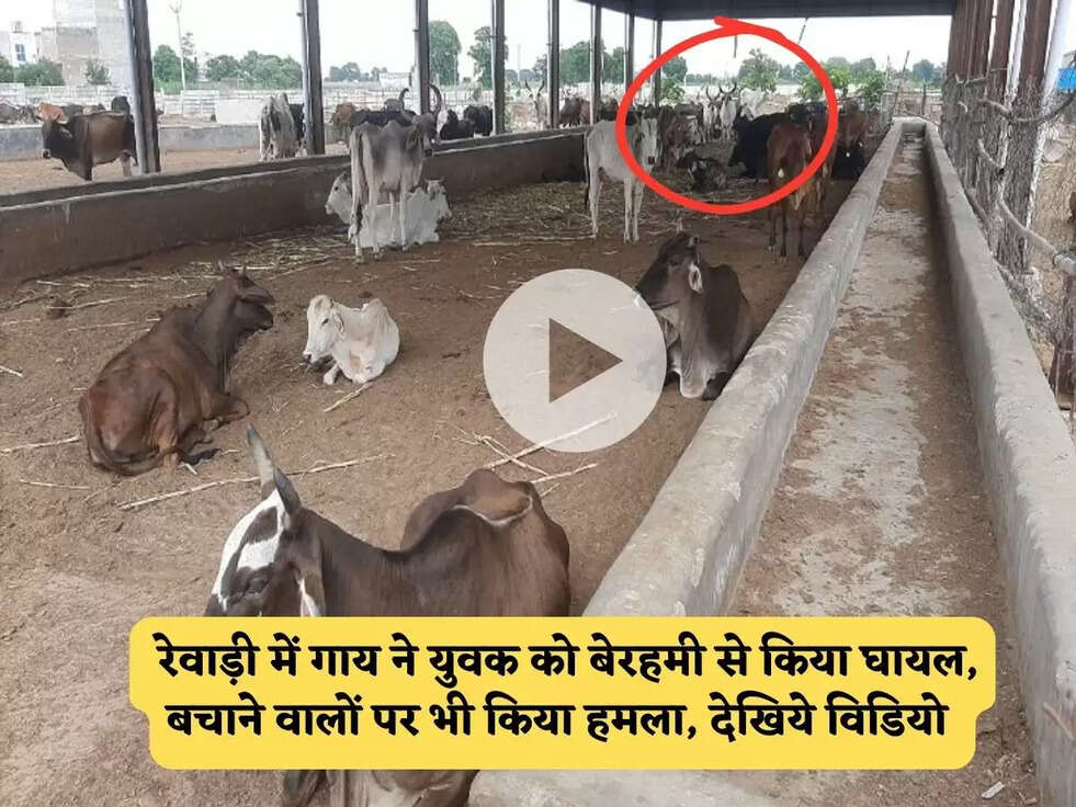 Rewari News : रेवाड़ी&nbsp;में गाय ने युवक को बेरहमी से किया घायल, बचाने वालों पर भी किया हमला, देखिये विडियो&nbsp;