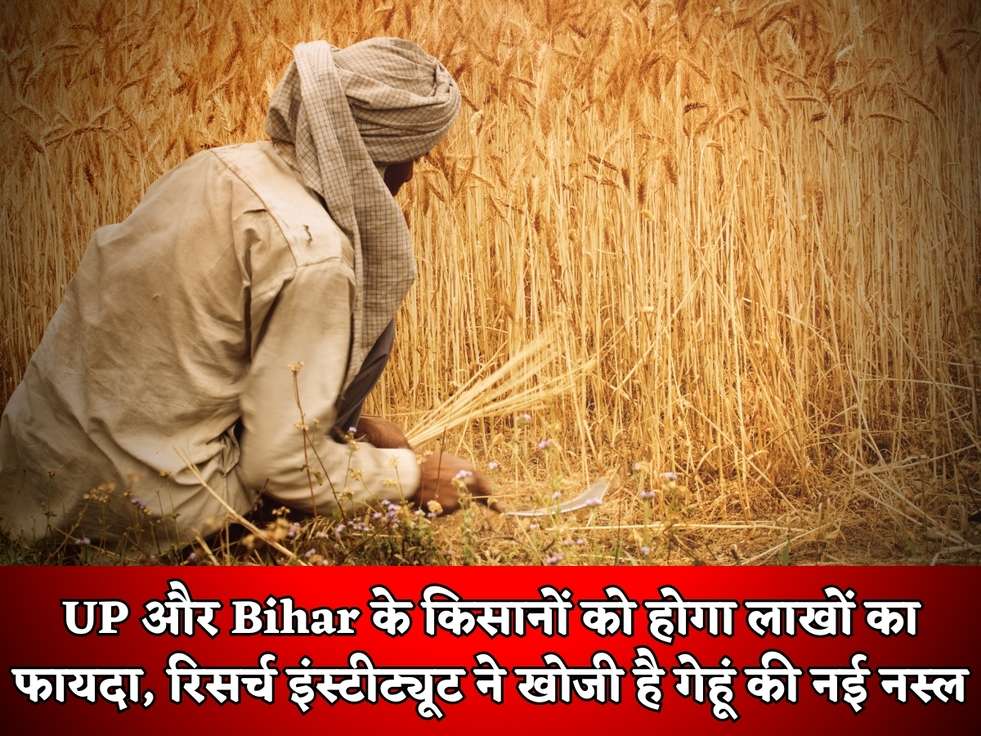 UP और Bihar के किसानों को होगा लाखों का फायदा, रिसर्च इंस्टीट्यूट ने खोजी है गेहूं की नई नस्ल