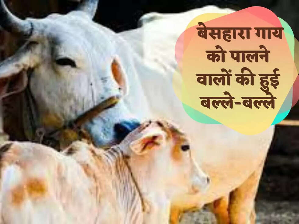  बेसहारा गाय को पालने वालों की हुई बल्ले-बल्ले