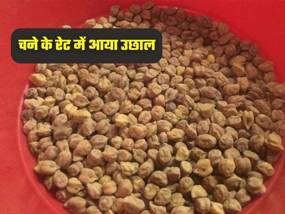 चने के रेट में आया उछाल