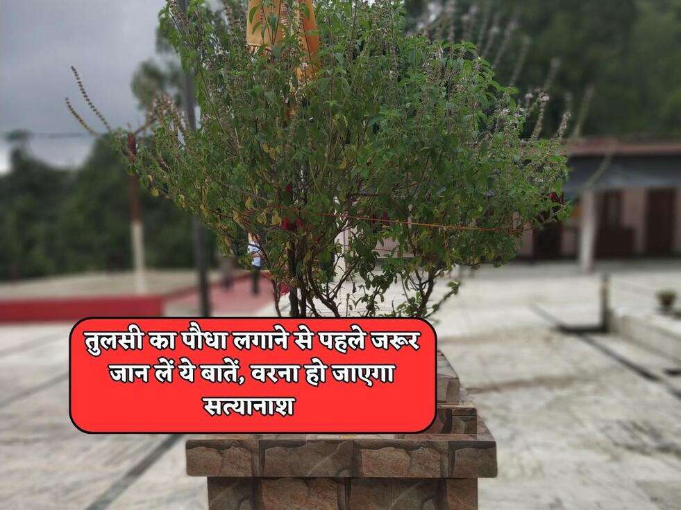 तुलसी का पौधा लगाने से पहले जरूर जान लें ये बातें, वरना हो जाएगा सत्यानाश&nbsp;