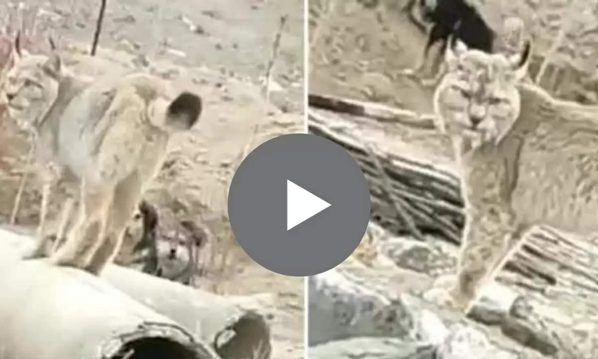 Mountain Animal: भारत मे मिला ये दुर्लभ जानवर, Video Viral 