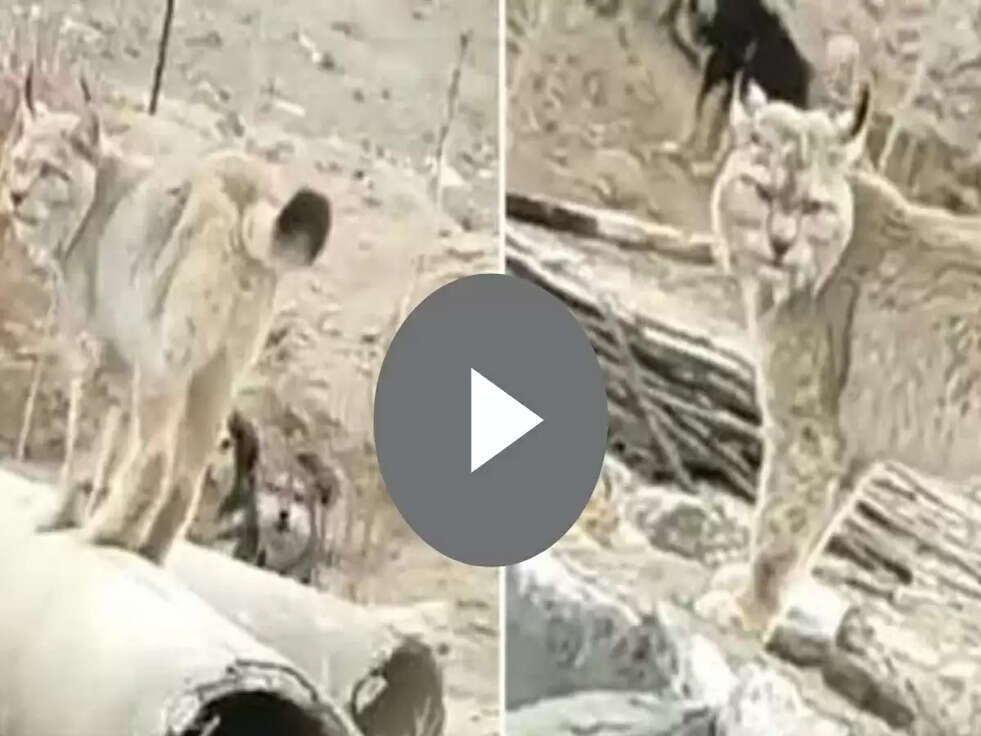 Mountain Animal: भारत मे मिला ये दुर्लभ जानवर, Video Viral&nbsp;