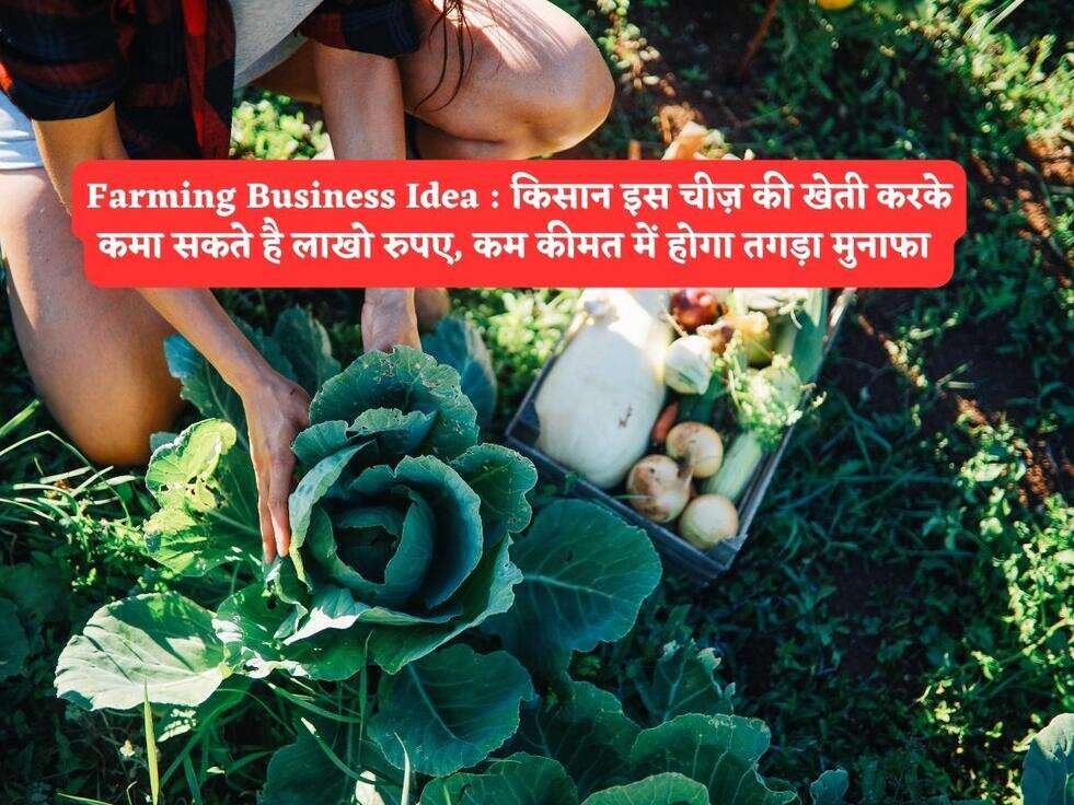 Farming Business Idea : किसान इस चीज़ की खेती करके कमा सकते है लाखो रुपए, कम कीमत में होगा तगड़ा मुनाफा&nbsp;