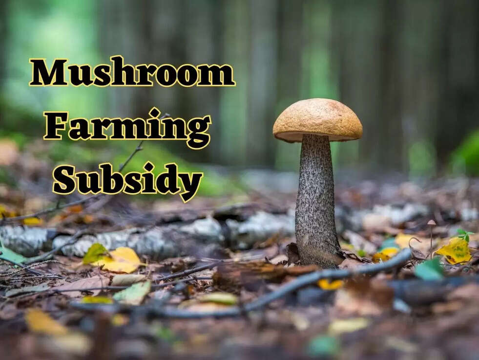 &nbsp;Mushroom Farming Subsidy: किसानों के लिए खुशखबरी! यहां मशरूम की खेती पर मिल रही बंपर सब्सिडी