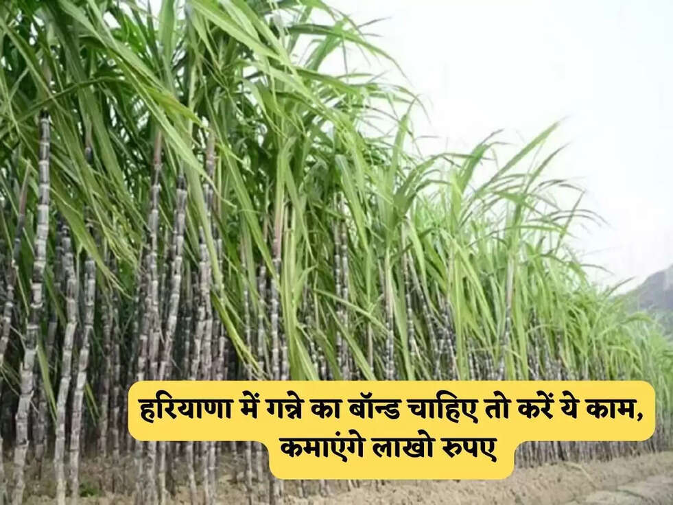 Haryana News : हरियाणा में गन्ने का बॉन्ड चाहिए तो करें ये काम, कमाएंगे लाखो रुपए&nbsp;