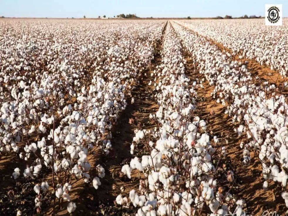 Cotton farming: कपास की खेती करने वालो के लिए अच्छी खबर, कपास के भाव बढ़े