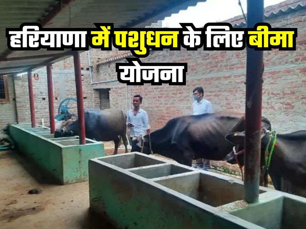 Haryana Livestock