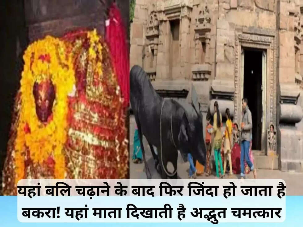 यहां बलि चढ़ाने के बाद फिर जिंदा हो जाता है बकरा! यहां माता दिखाती है अद्भुत चमत्कार