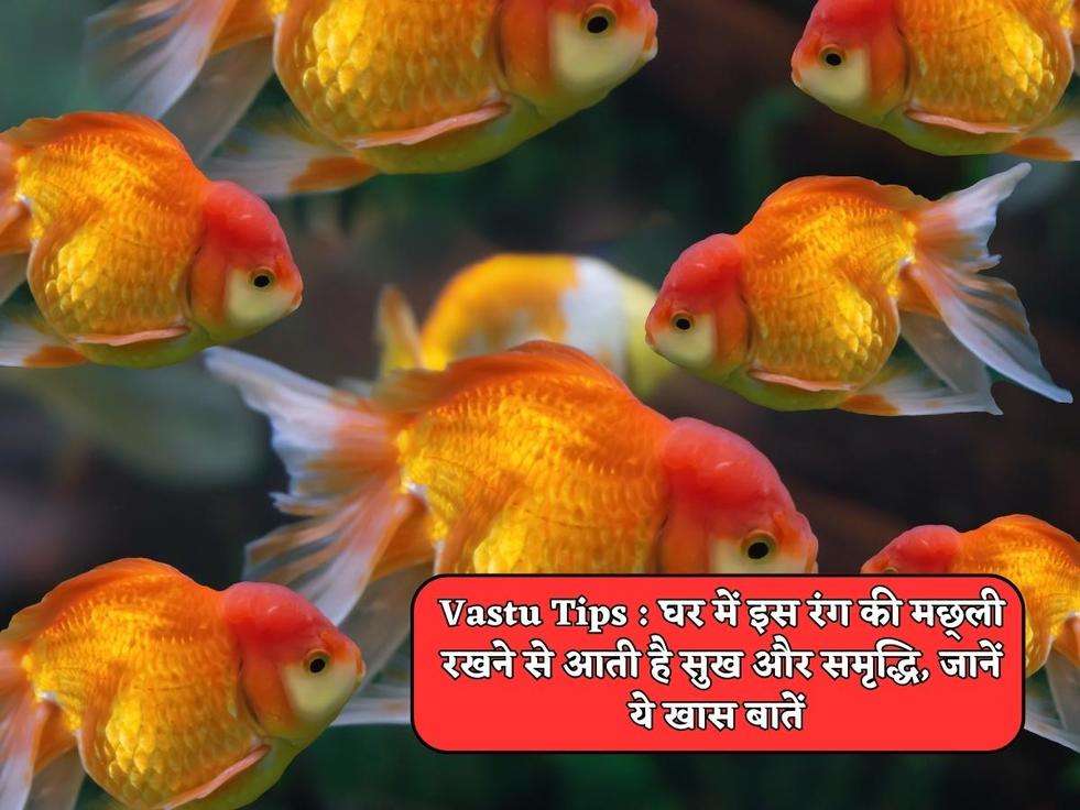 Vastu Tips : घर में इस रंग की मछ्ली रखने से आती है सुख और समृद्धि, जानें ये खास बातें 