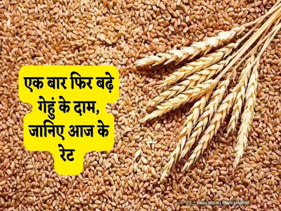 Wheat Price Hike: एक बार फिर बढ़े गेहुं के दाम, जानिए आज के रेट&nbsp;
