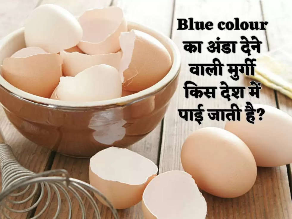 Blue colour का अंडा देने वाली मुर्गी किस देश में पाई जाती है?