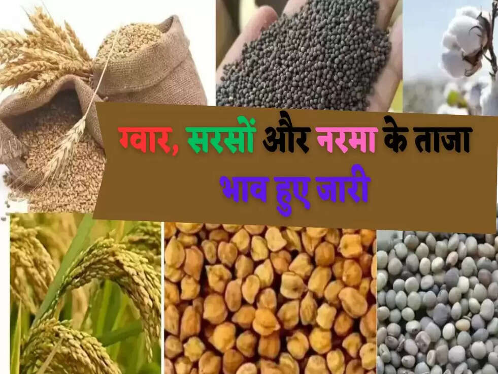 ग्वार, सरसों और नरमा के ताजा भाव हुए जारी