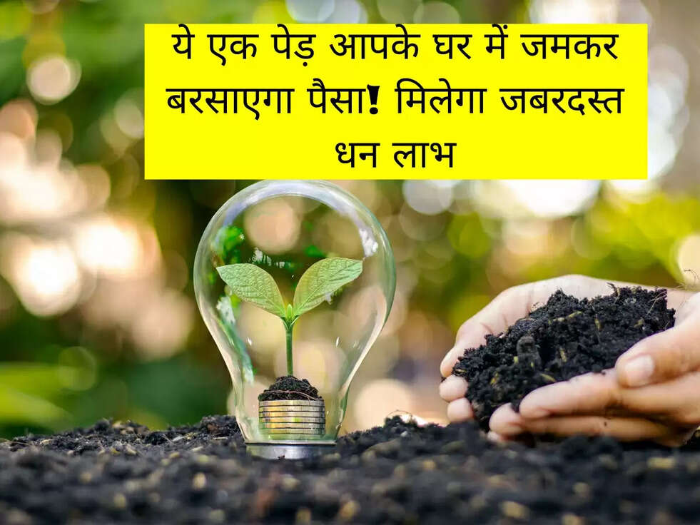 ये एक पेड़ आपके घर में जमकर बरसाएगा पैसा! मिलेगा जबरदस्त धन लाभ