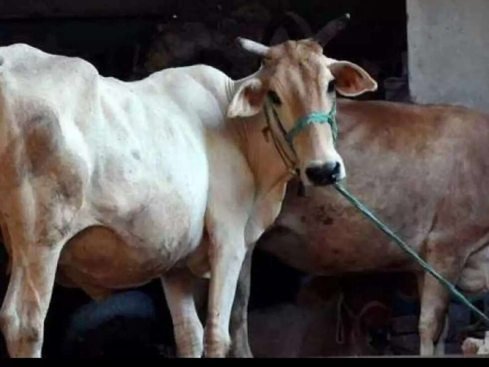 haryana agriculture news