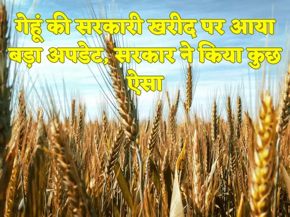 गेहूं की सरकारी खरीद पर आया बड़ा अपडेट, सरकार ने किया कुछ ऐसा